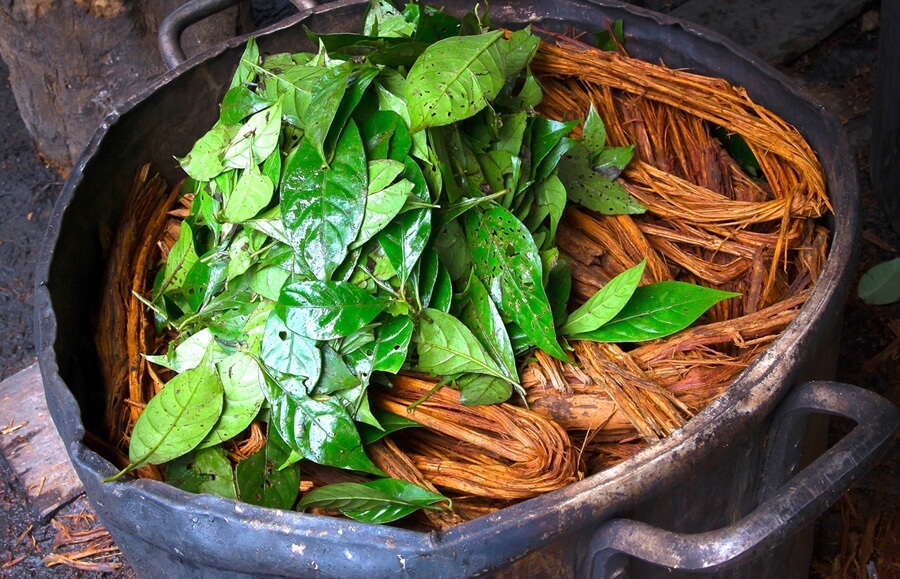 Coisas bem estranhas utilizadas como alucinógenos - Ayahuasca