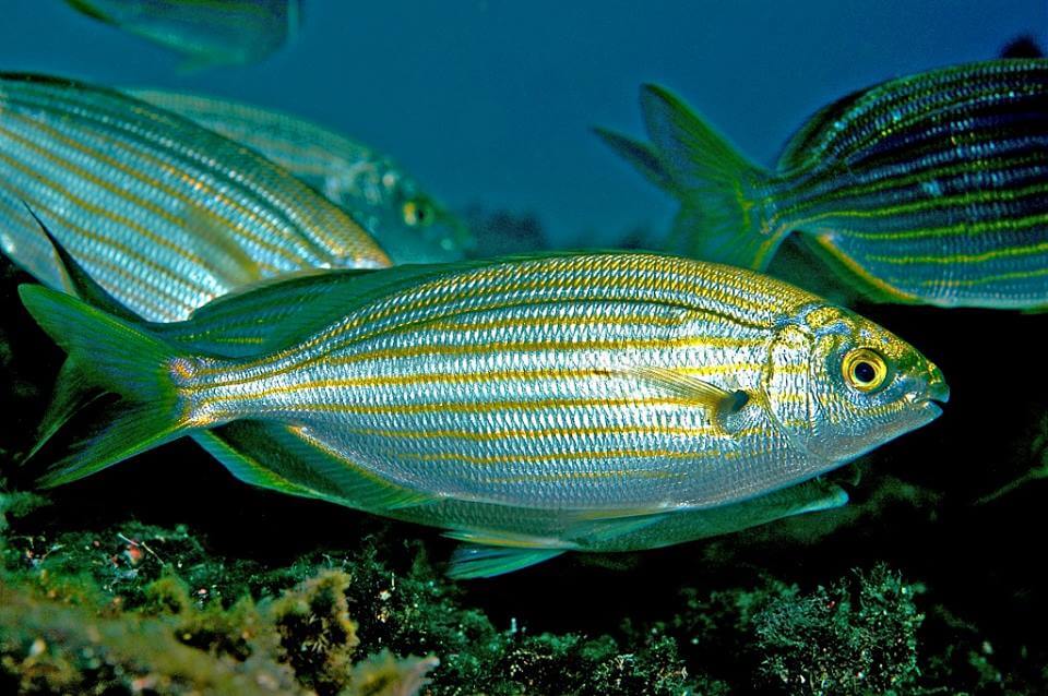 Coisas bem estranhas utilizadas como alucinógenos - Peixe sarpa