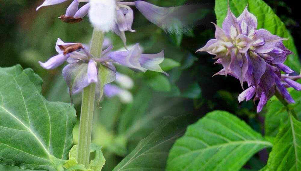 Coisas bem estranhas utilizadas como alucinógenos - Salvia divinorum