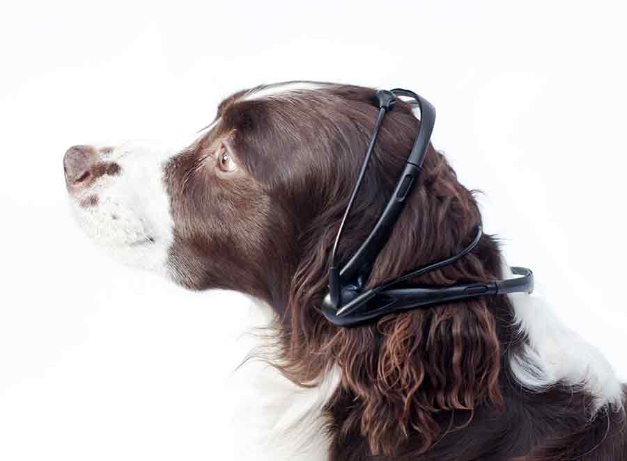 Tecnologias que vão mudar o mundo - tradutor de pensamento para cães